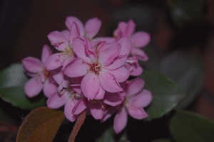 fiori  (3)