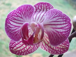 Doritaenopsis Orchidea