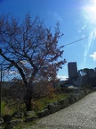 Civita di Arpino (6)